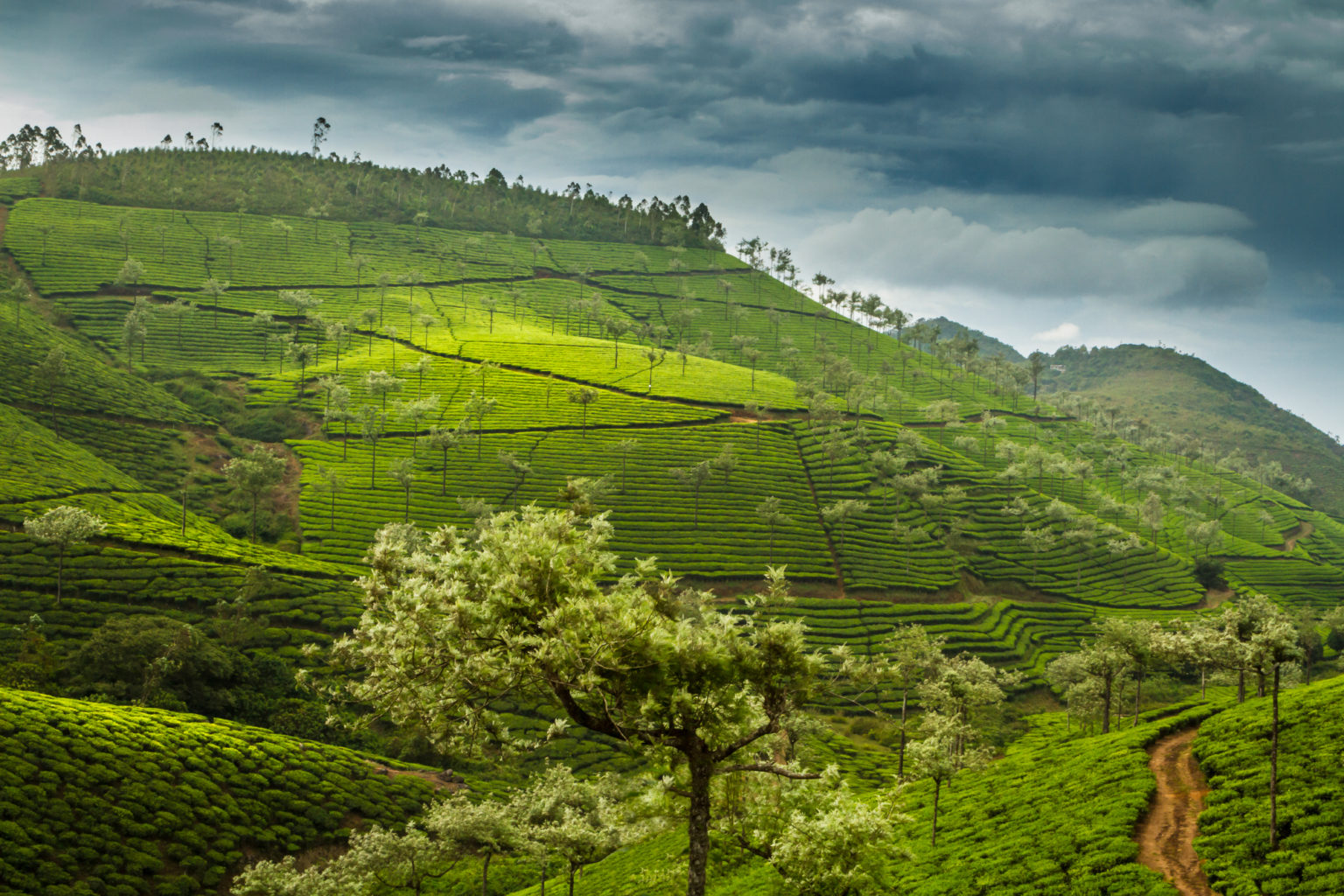 Munnar Tea Gardens, Kerala, India. Most days I have to work very heard to get an image, and others, I have to only put the camera to my eye - as in this case. We were driving through the tea gardens in Munnar and suddenly clouds formed.and threatened to rain. I always look out for unusual weather like this to go out and take the shot. Nature definitely helped me make this image happen.

The other exciting thing I recall shortly after was seeing a herd of wild elephants traverse the tea garden towards a rivulet. Made my day!